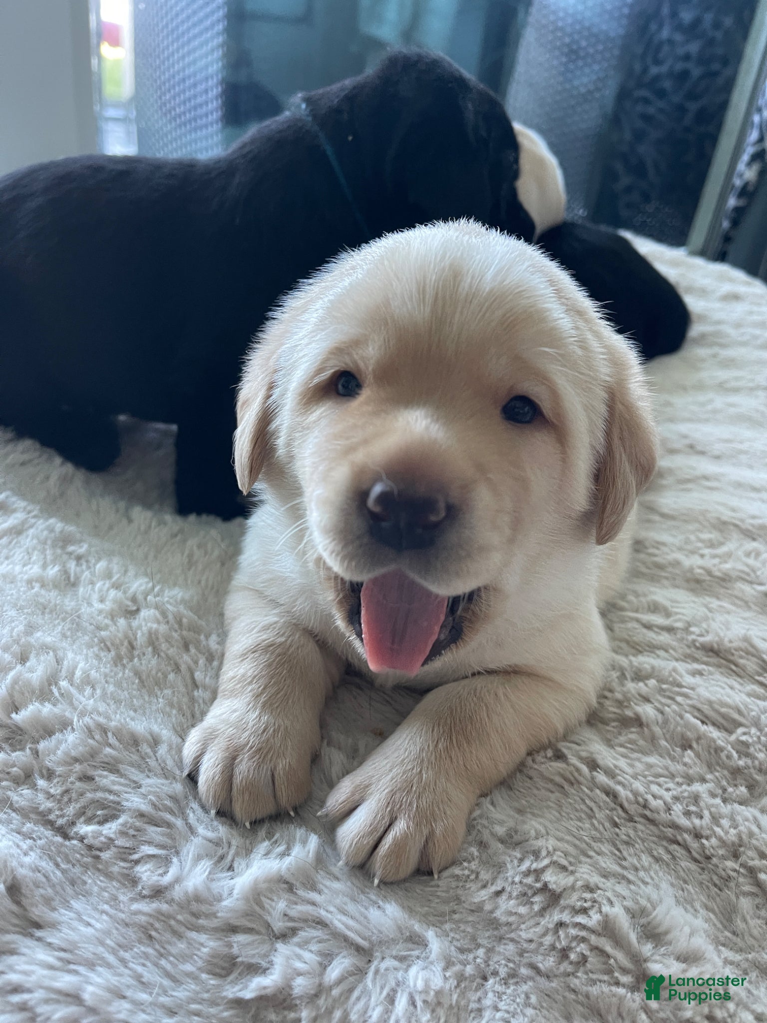 Labrador Retriever dogs for sale: Labrador Retriever Puppy - REX - Ad 8