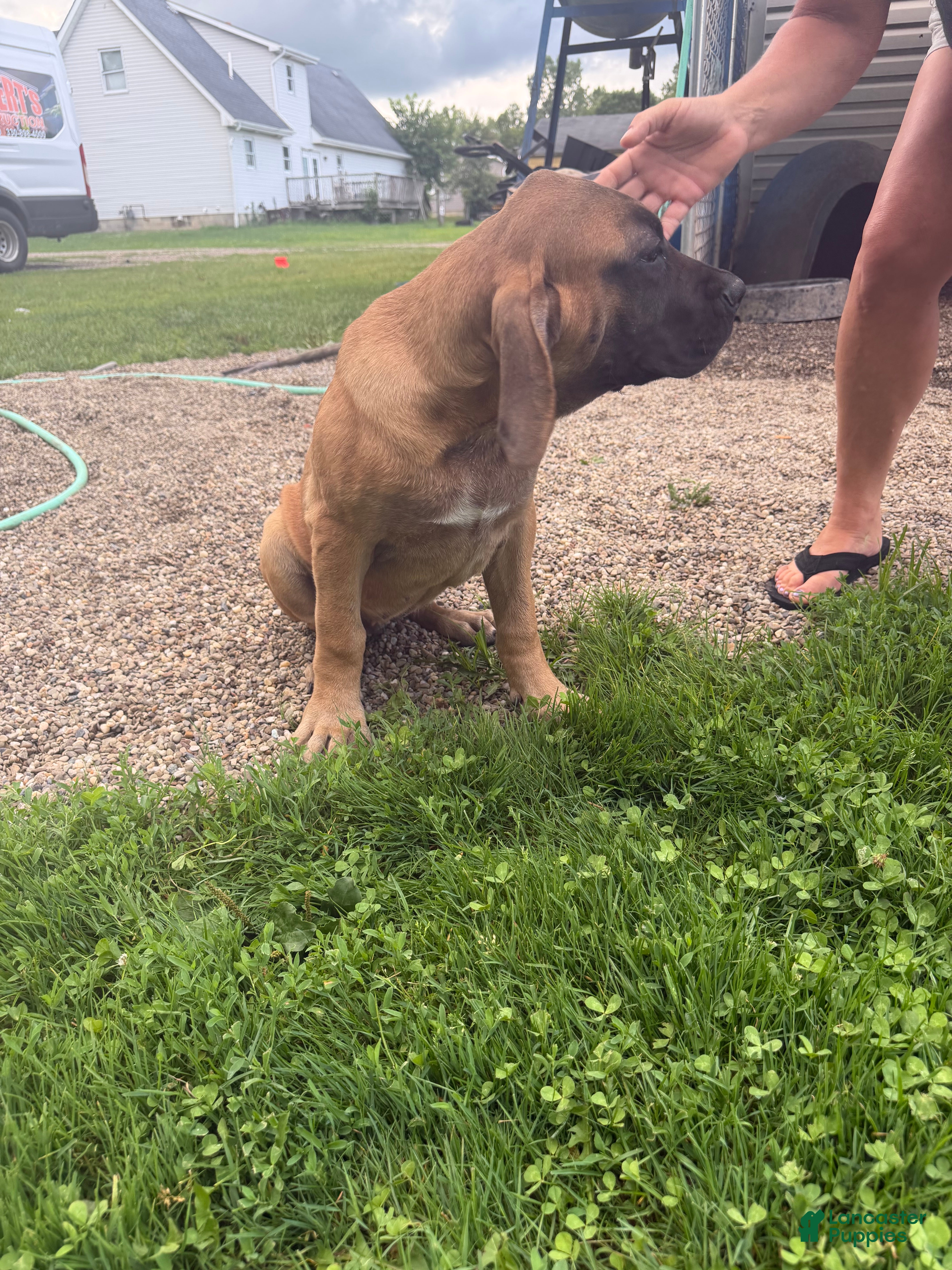 English Mastiff dogs Big Girl - Ad 2