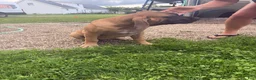English Mastiff dogs for sale: Big Girl - Ad 2
