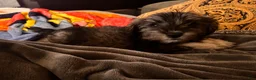 Miniature Schnauzer dogs for sale: Miniature Schnauzer 3 - Ad 2