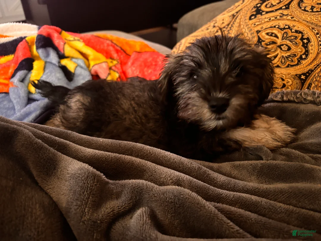 Miniature Schnauzer dogs for sale: Miniature Schnauzer 3 - Ad 2