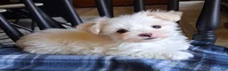 Maltese dogs for sale: Zeb - Ad 1