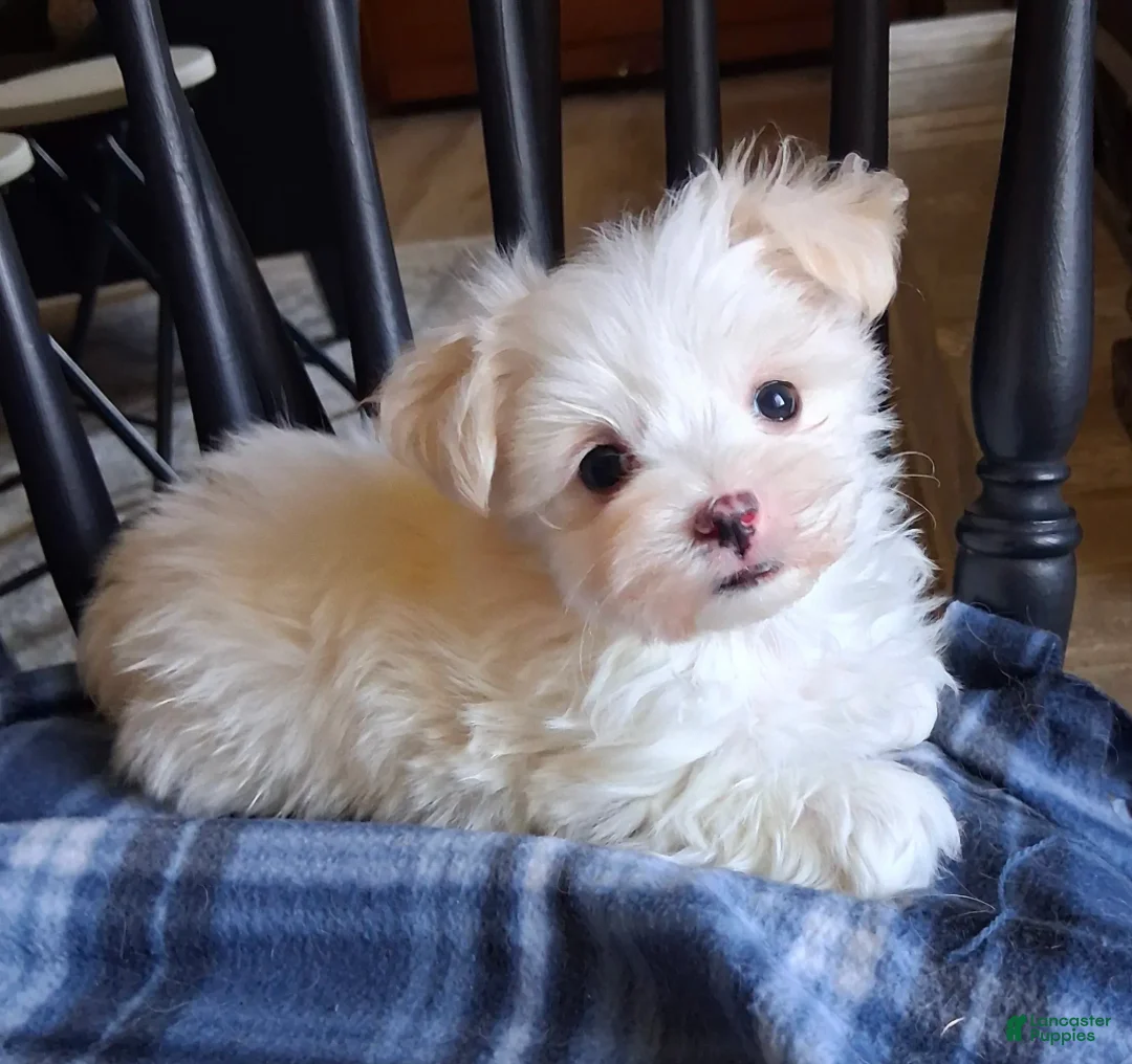Maltese dogs for sale: Zeb - Ad 1