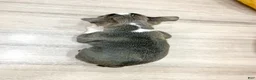 Boston Terrier dogs for sale: Bruse - Ad 4