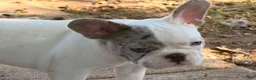 French Bulldog dogs for sale: Bear - Ad 5