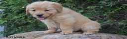 Golden Retriever dogs for sale: Nora - Ad 3