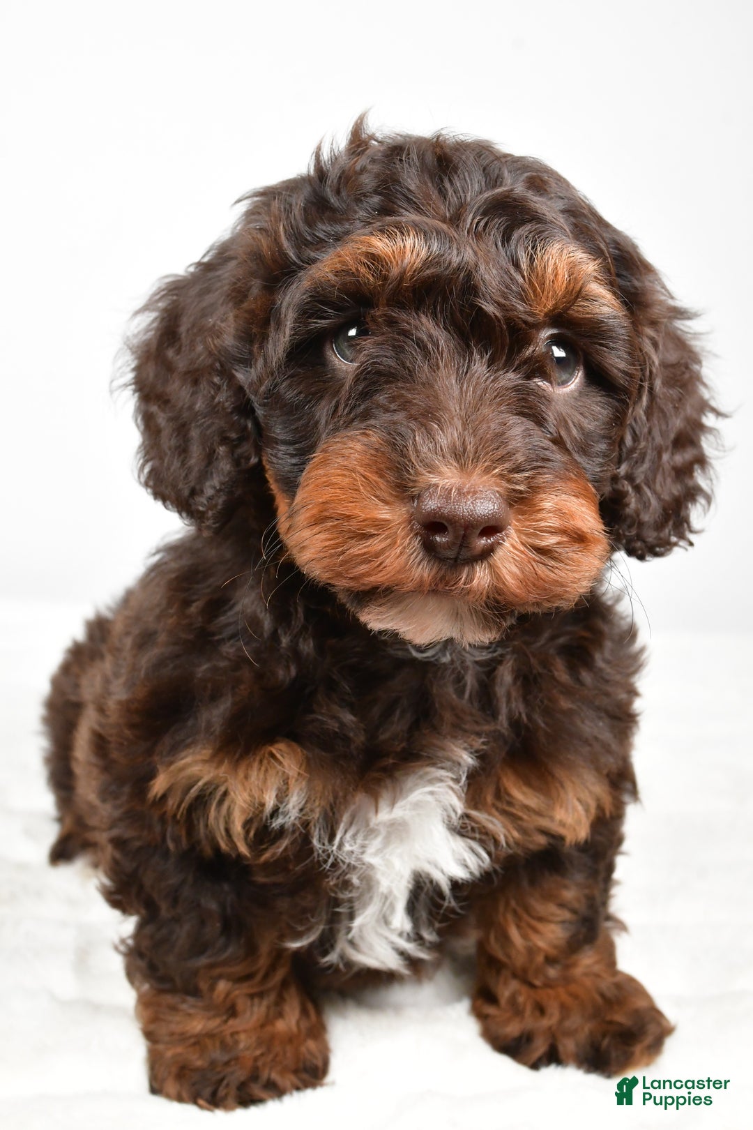 Mixed Breed dogs for sale: Star - Ad 3