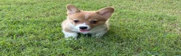 Welsh Corgi Pembroke dogs for sale: Red - Ad 11