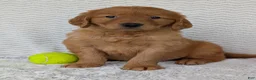 Golden Retriever dogs for sale: Lincoln  - Ad 8