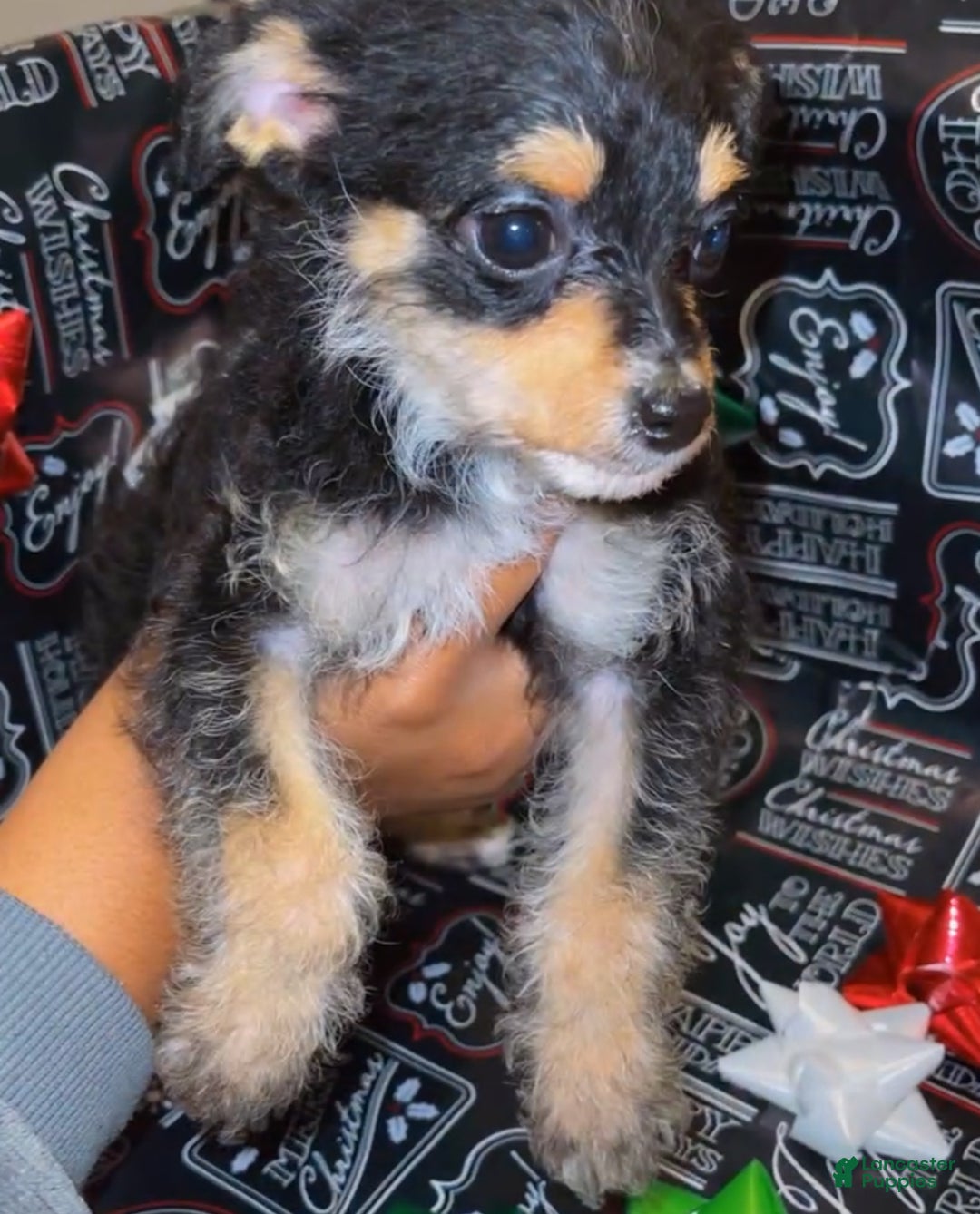 Mixed Breed dogs for sale: Mixed Breed Puppy 2 - Ad 5