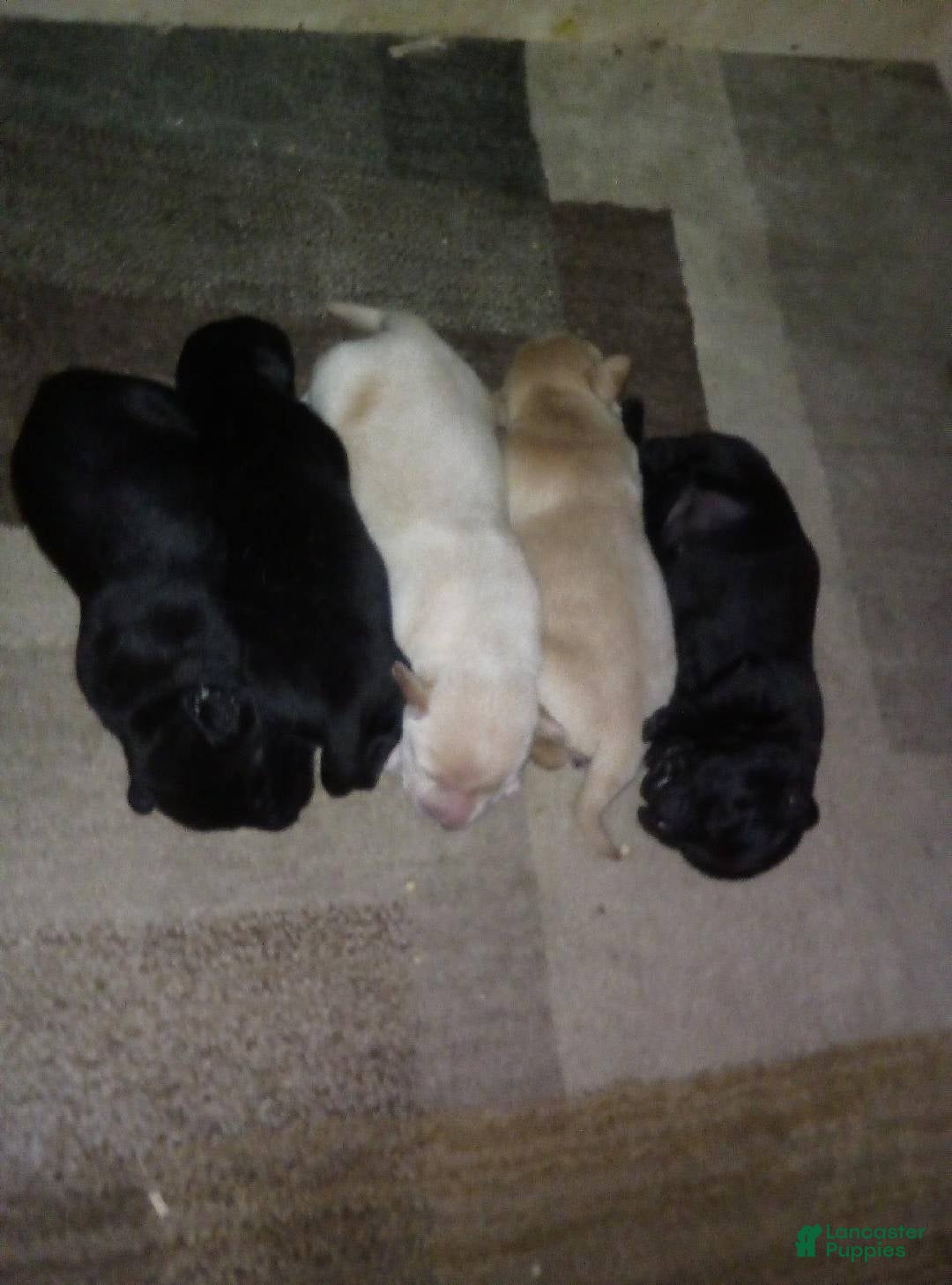 Labrador Retriever dogs carhartt - Ad 13