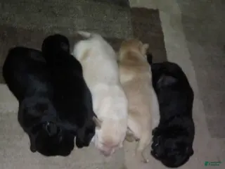 Labrador Retriever dogs carhartt - Ad 13