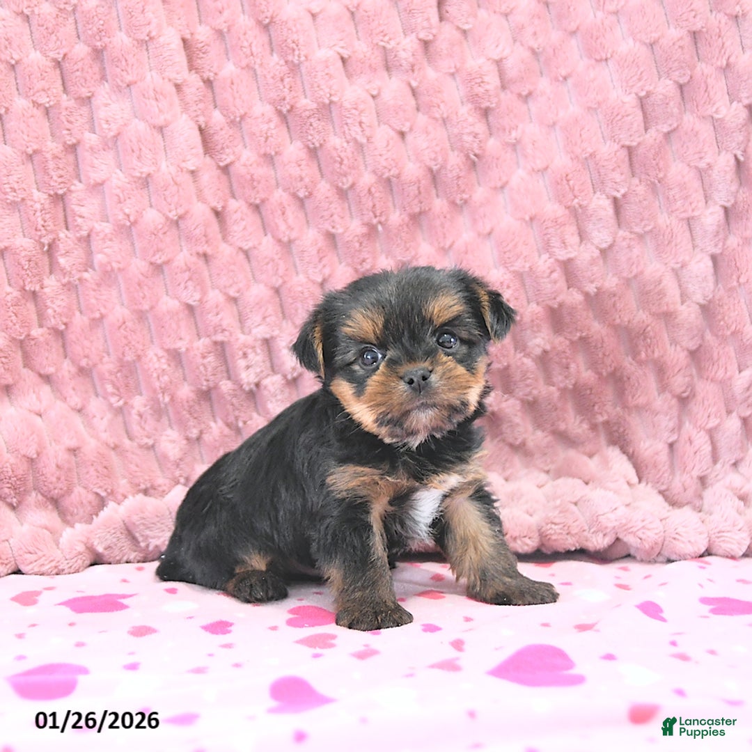 Yorkshire Terrier dogs for sale: Baxter HOUSE RAISED - Ad 5
