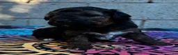 Yorkiepoo dogs for sale: Caesar - Ad 1