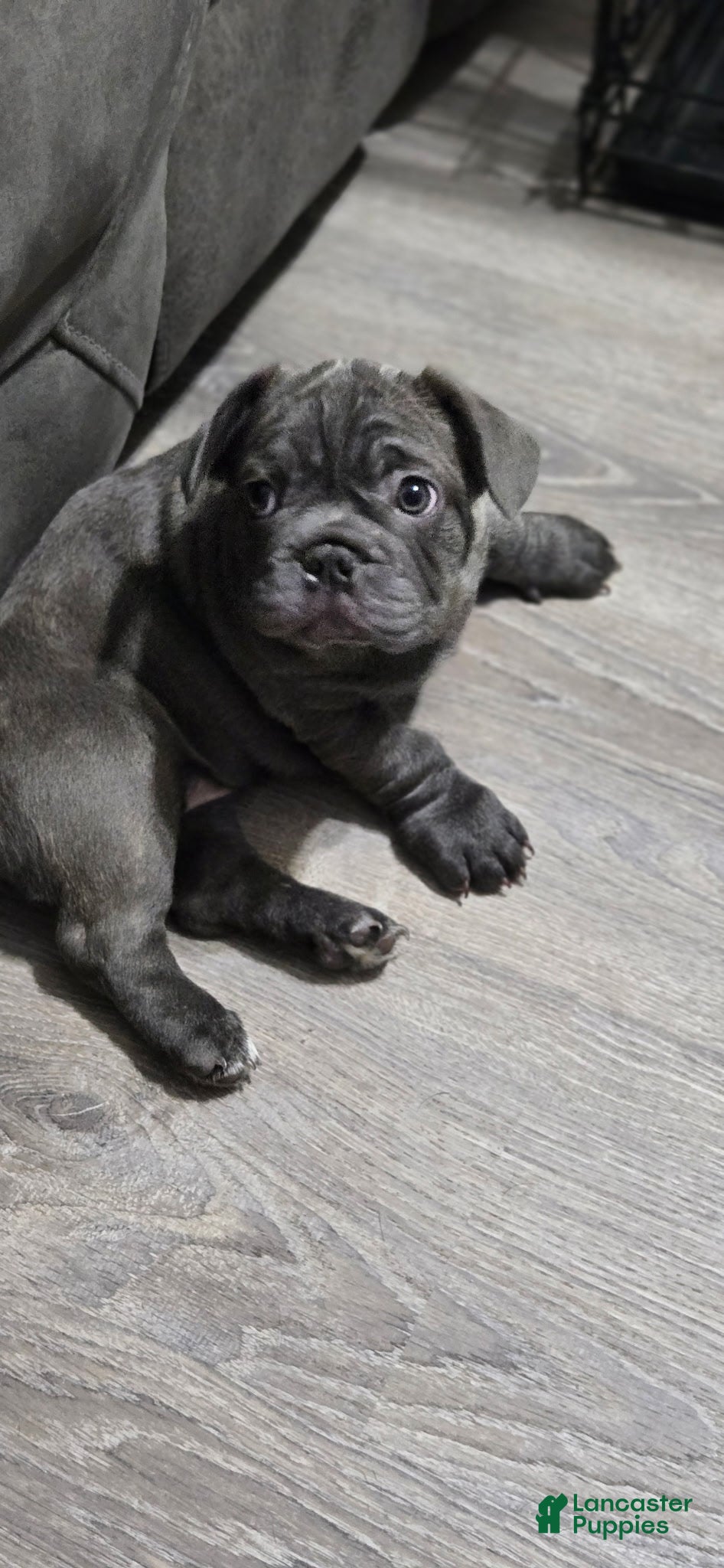 French Bulldog dogs for sale: Kaya - Ad 4