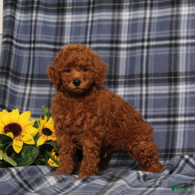 Miniature Poodle dogs Colton - Ad 1