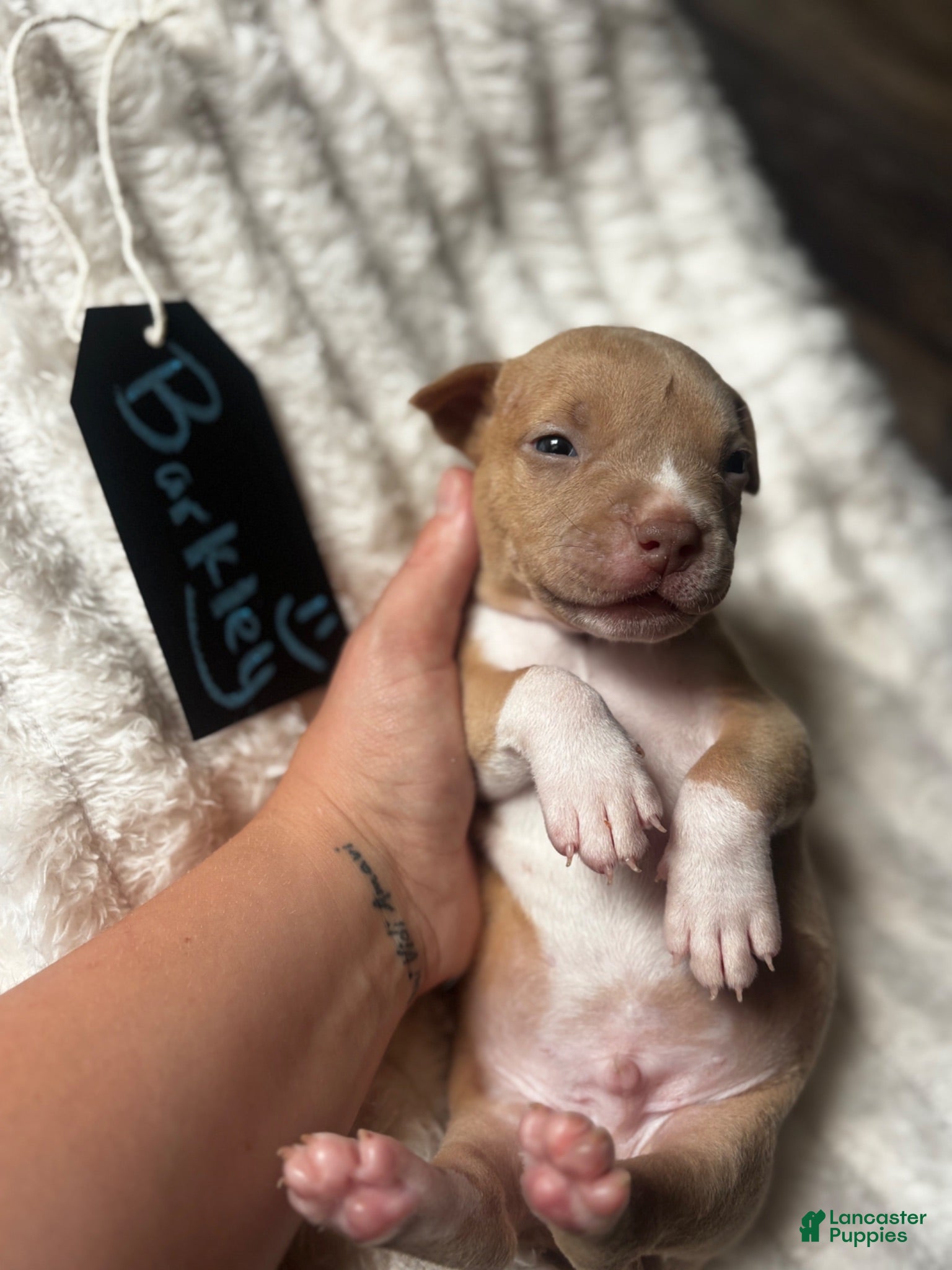 American Pit Bull Terrier dogs Barkley - Ad 4