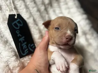 American Pit Bull Terrier dogs Barkley - Ad 5
