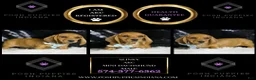Miniature Dachshund dogs for sale: Slinky AKC  - Ad 5