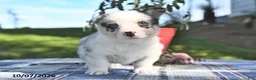 Welsh Corgi Pembroke dogs for sale: Caramel - Ad 4