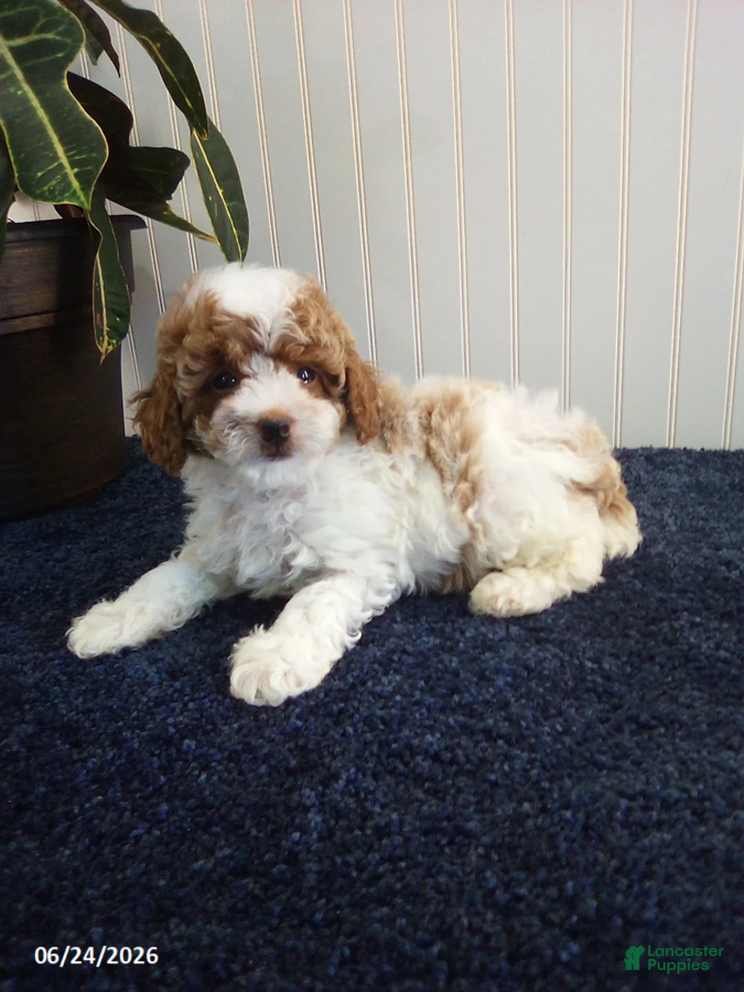 Toy Poodle dogs for sale: Tonya - Ad 4
