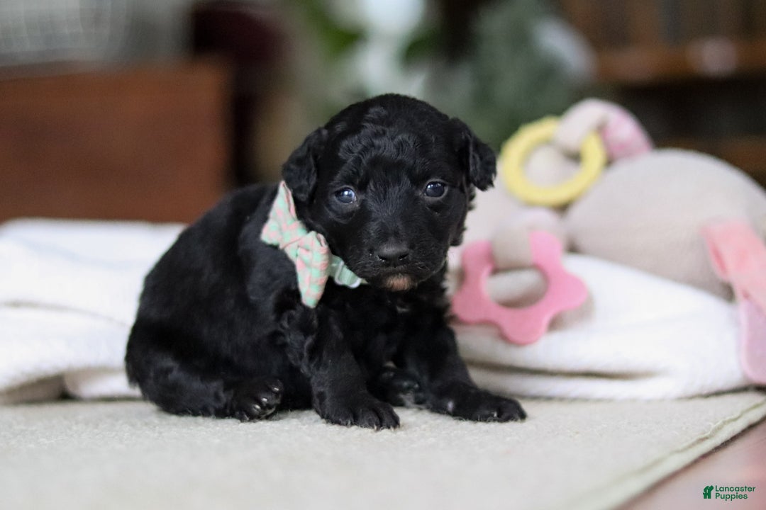 Mixed Breed dogs for sale: Shadow - Ad 5