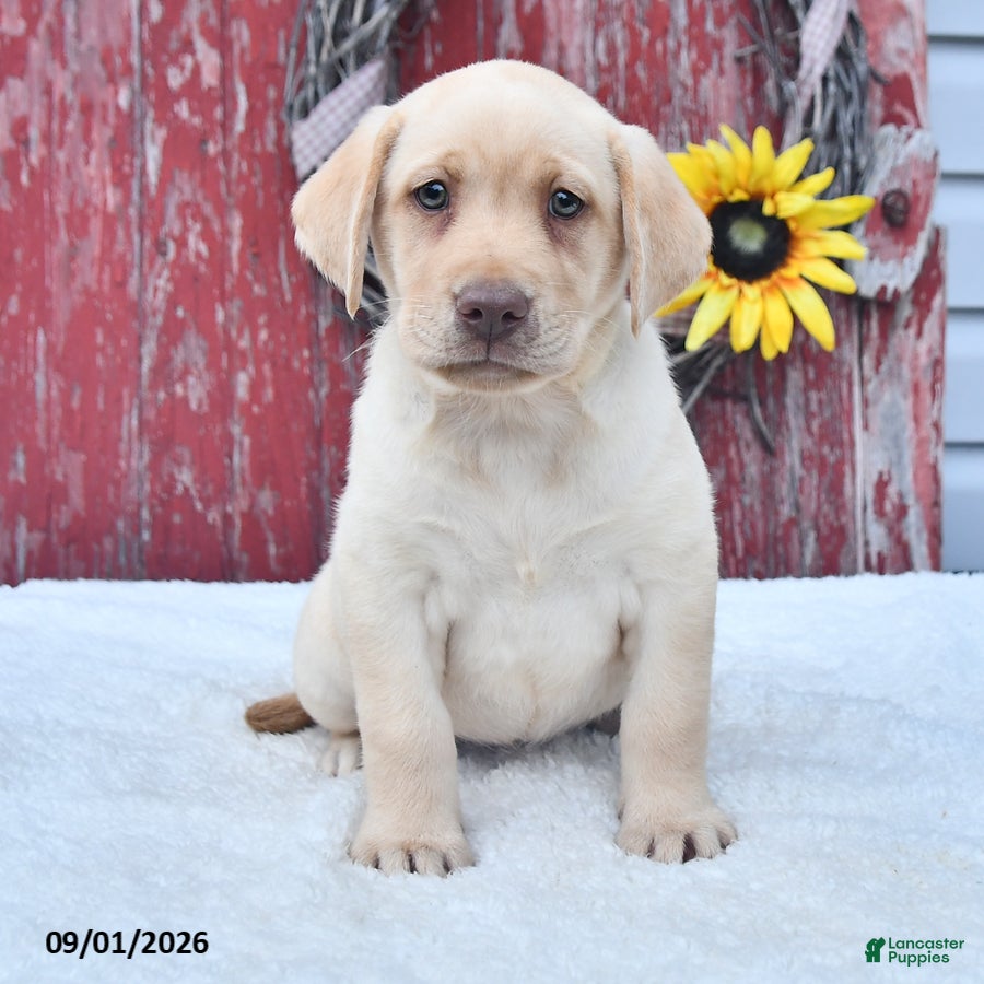 Labrador Retriever dogs Hazel - Ad 1