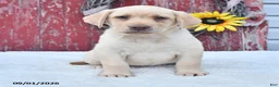 Labrador Retriever dogs for sale: Hazel - Ad 1