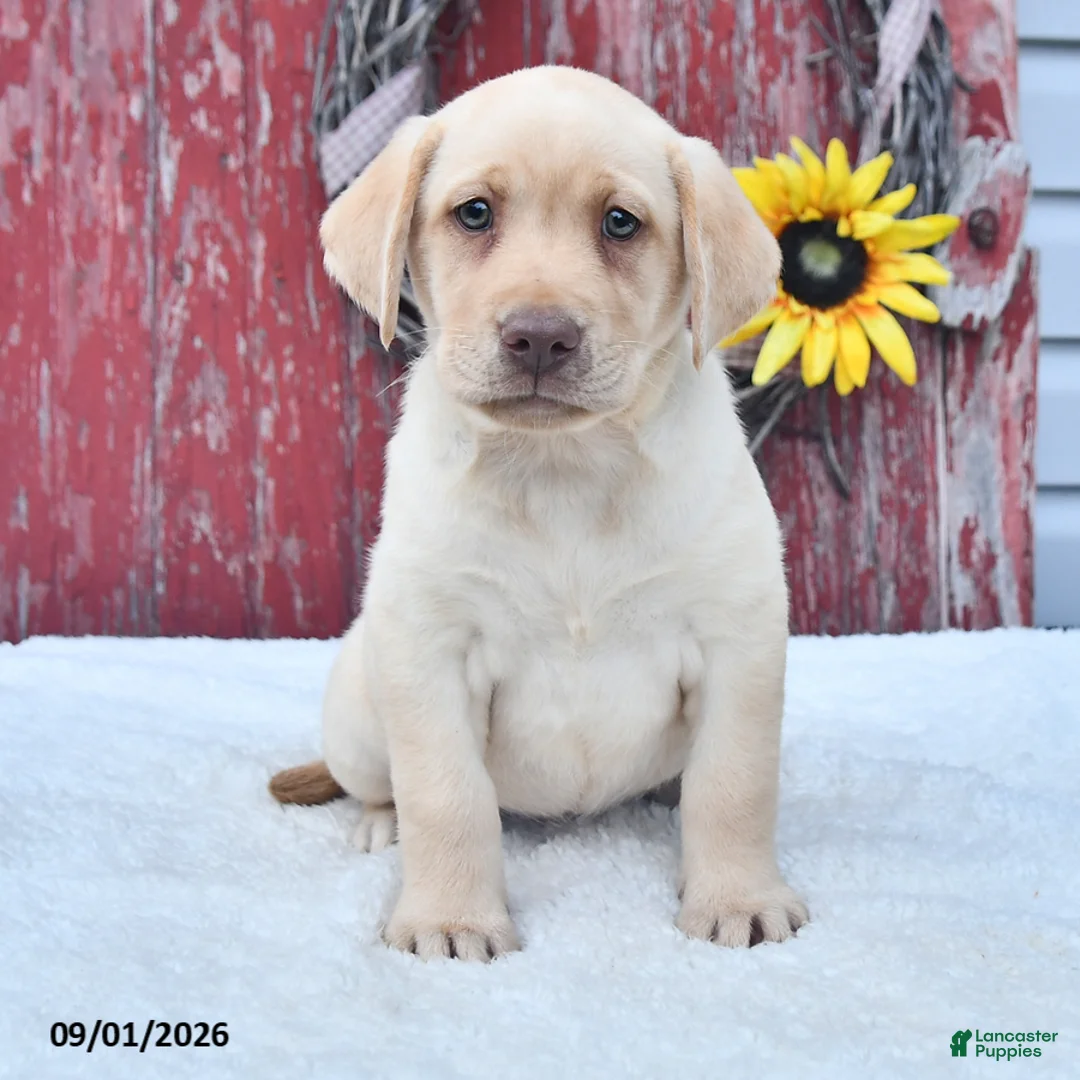 Labrador Retriever dogs for sale: Hazel - Ad 1