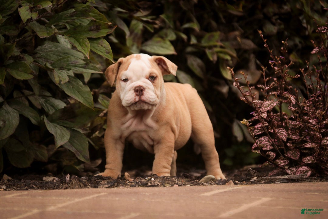 Bulldog