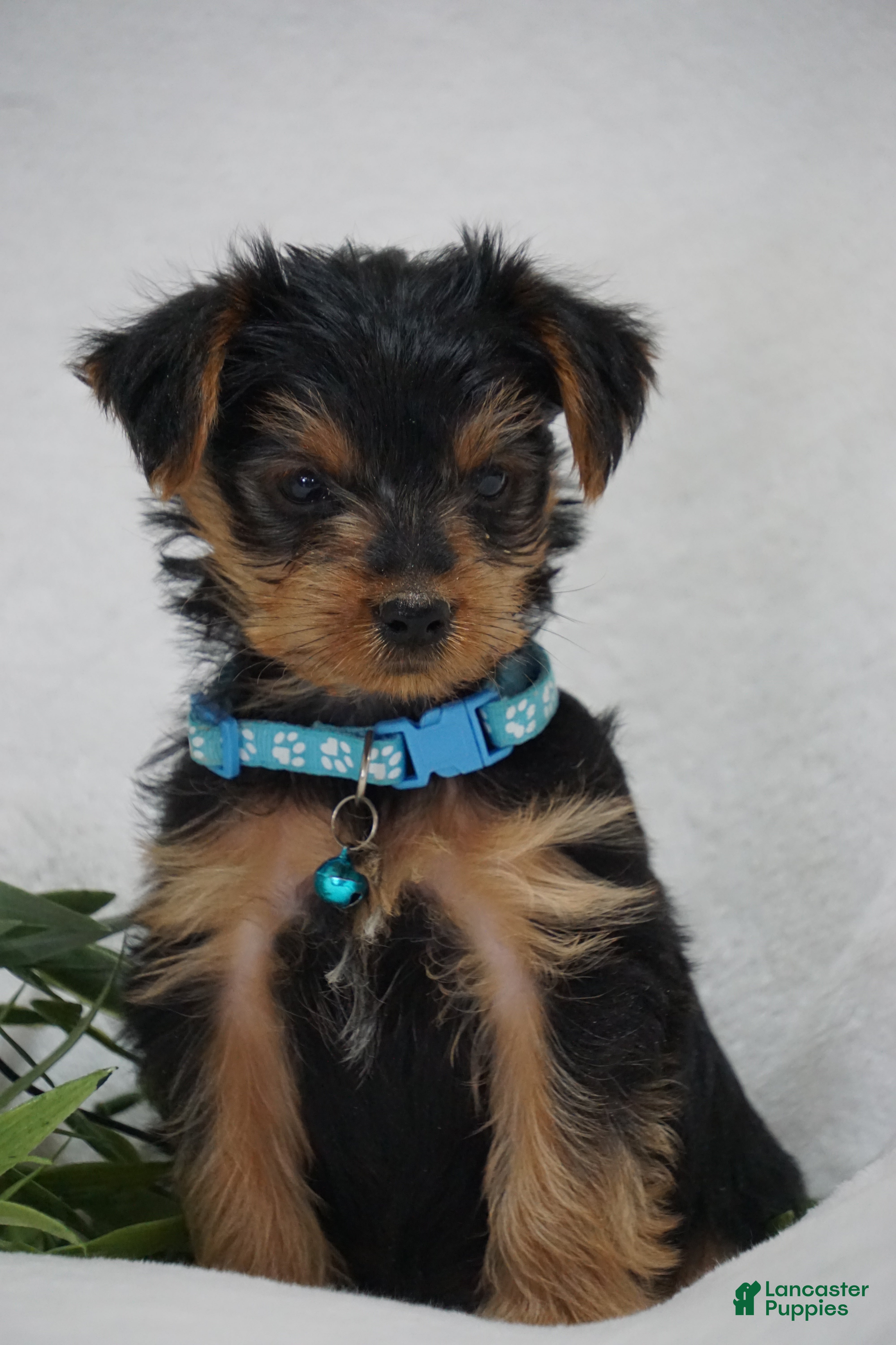 Yorkshire Terrier dogs for sale: EDDIE - Ad 1
