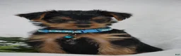 Yorkshire Terrier dogs for sale: EDDIE - Ad 1