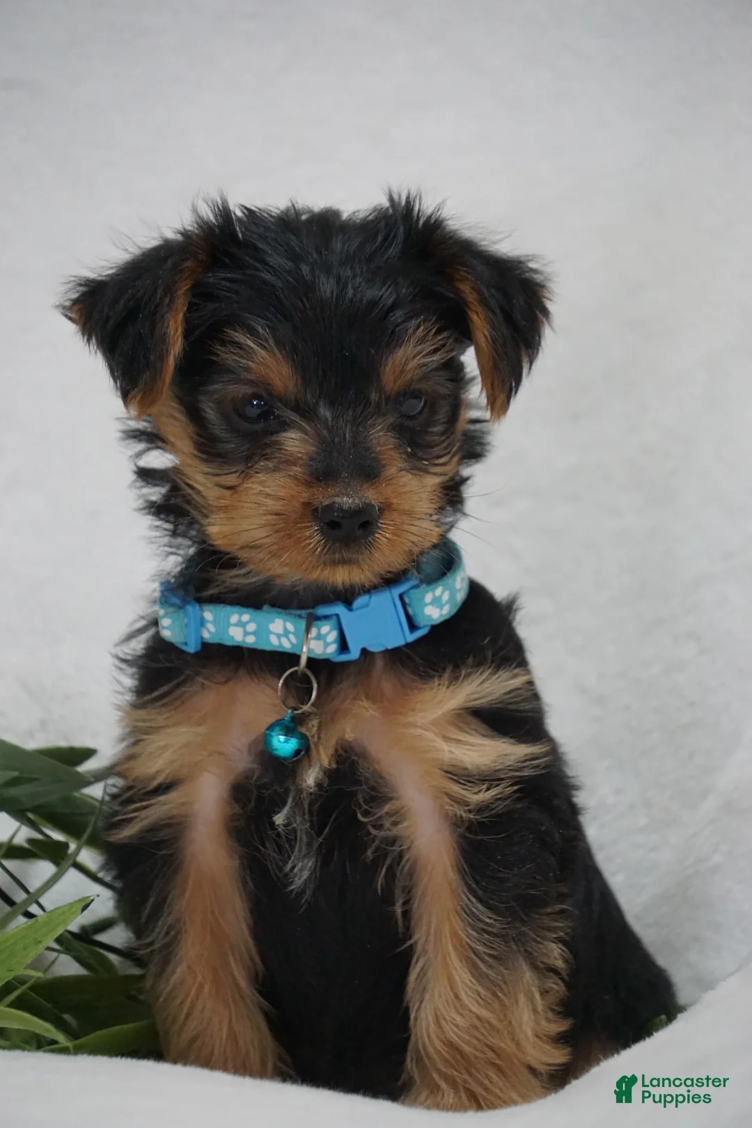 Yorkshire Terrier dogs for sale: EDDIE - Ad 1