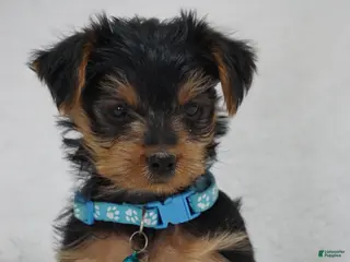 Yorkshire Terrier dogs for sale: EDDIE - Ad 1