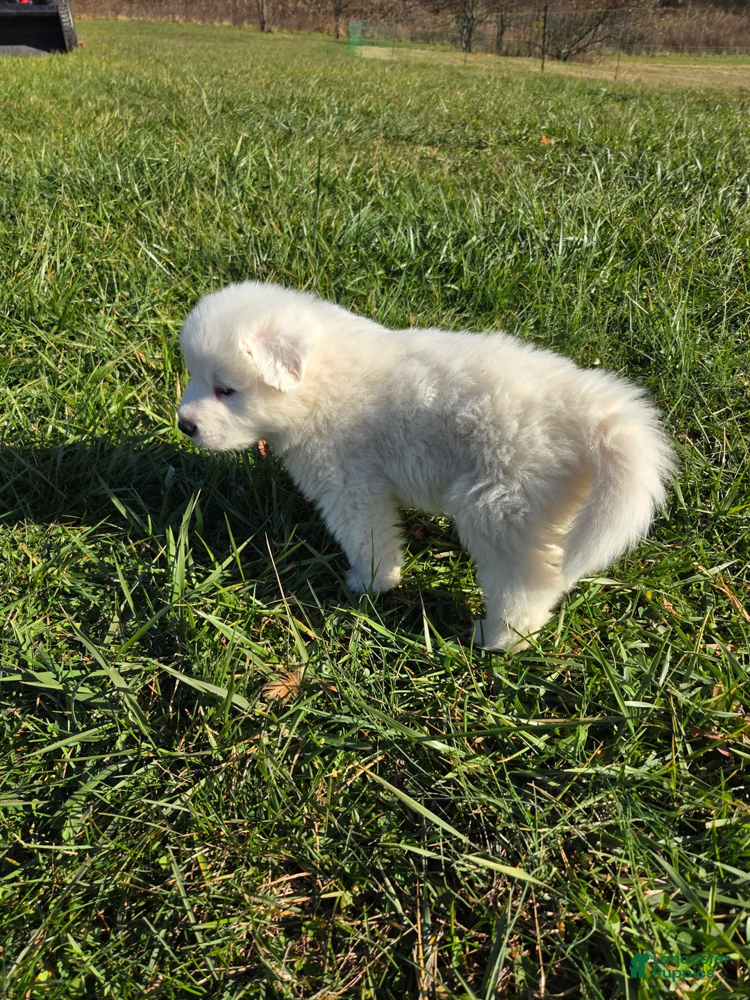Great Pyrenees dogs for sale: Polar - Ad 6