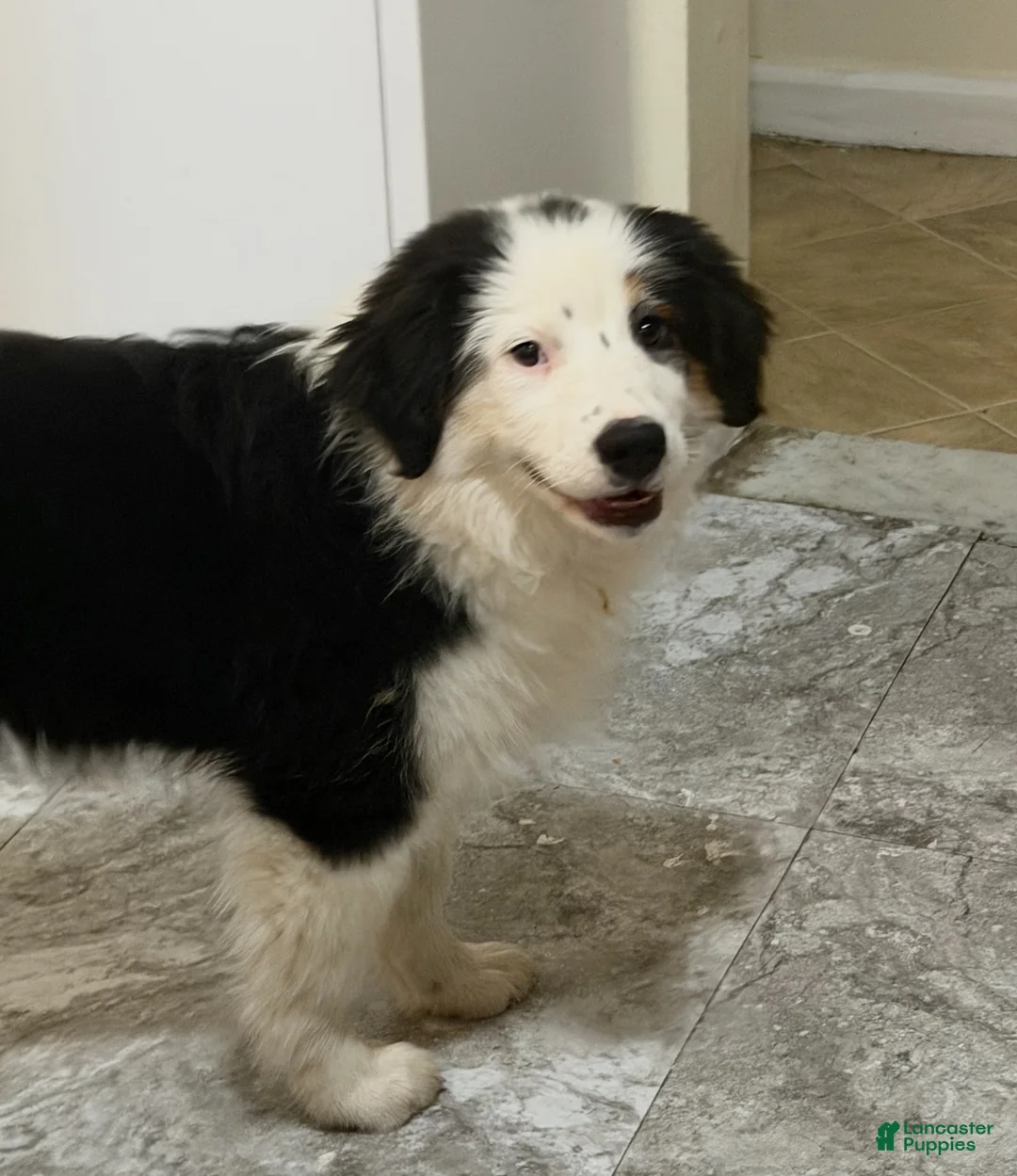 Miniature Australian Shepherd dogs for sale: Miniature Australian Shepherd Puppy 1 - Ad 1