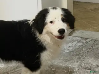 Miniature Australian Shepherd dogs Miniature Australian Shepherd Puppy 1 - Ad 33