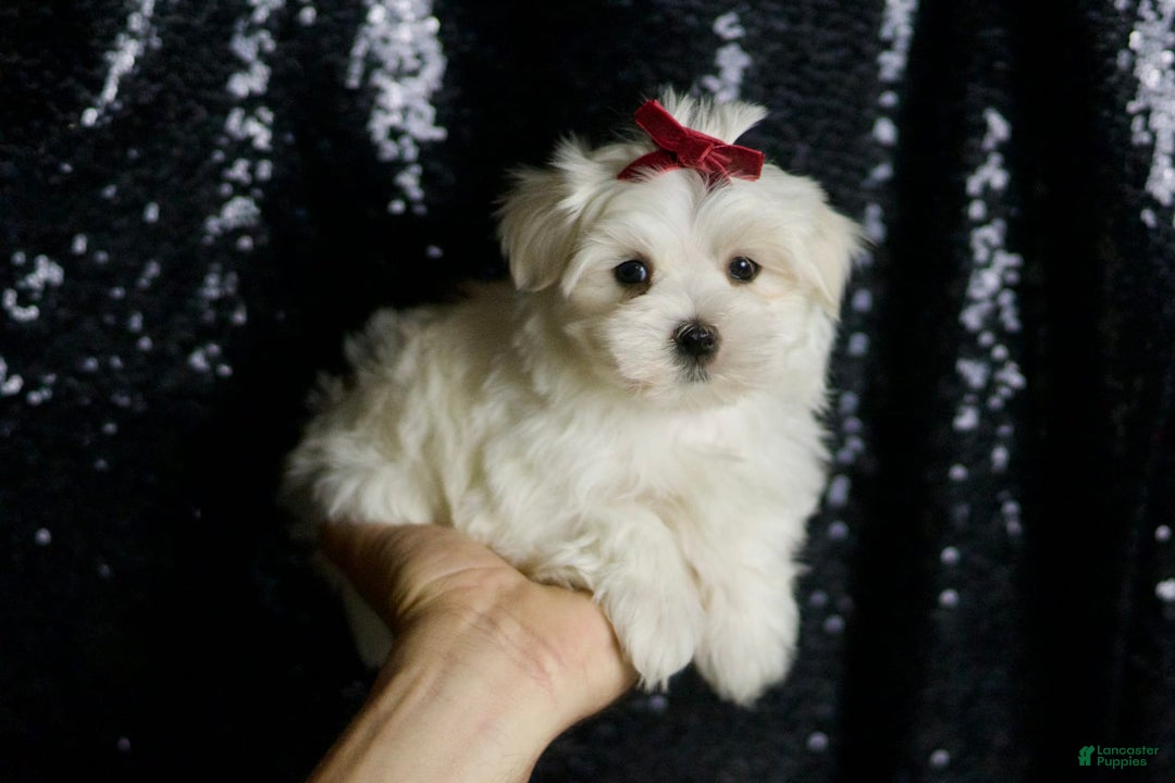 Maltese dogs for sale: Cloudpuff - Ad 5