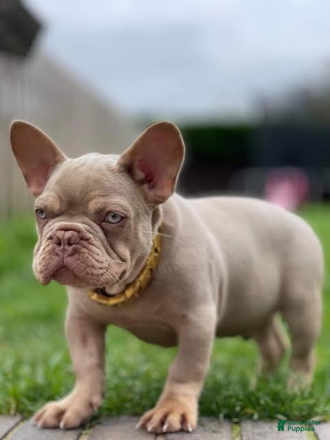 French Bulldog dogs Jami - Ad 19