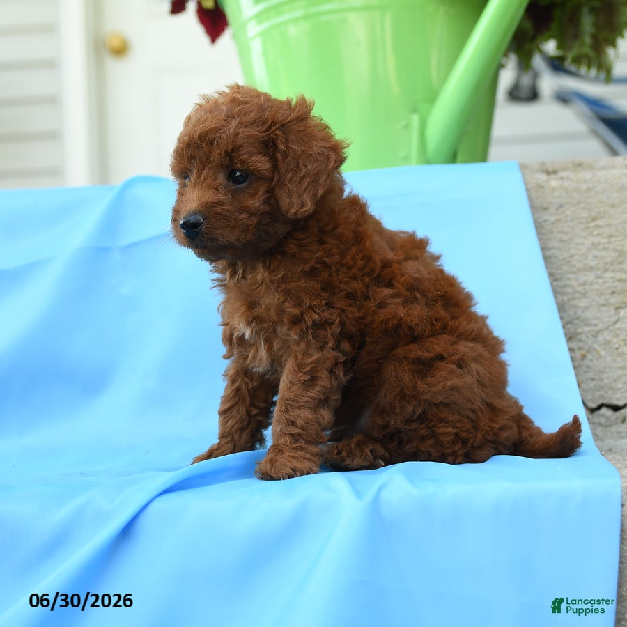 Toy Poodle dogs Franklin - Ad 2