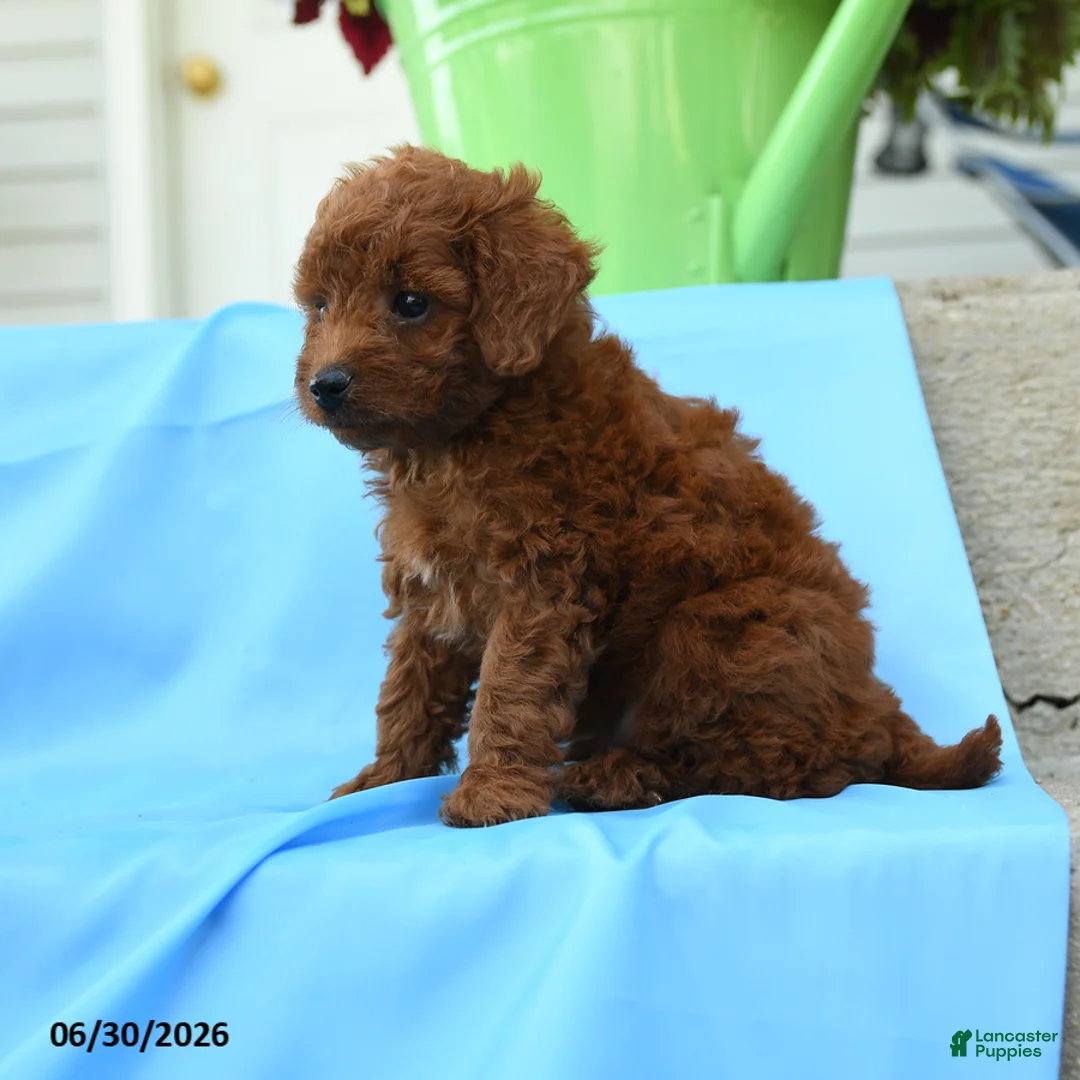 Toy Poodle dogs for sale: Franklin - Ad 2