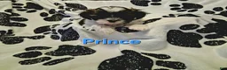 Shih Tzu dogs for sale: Prince - Ad 3