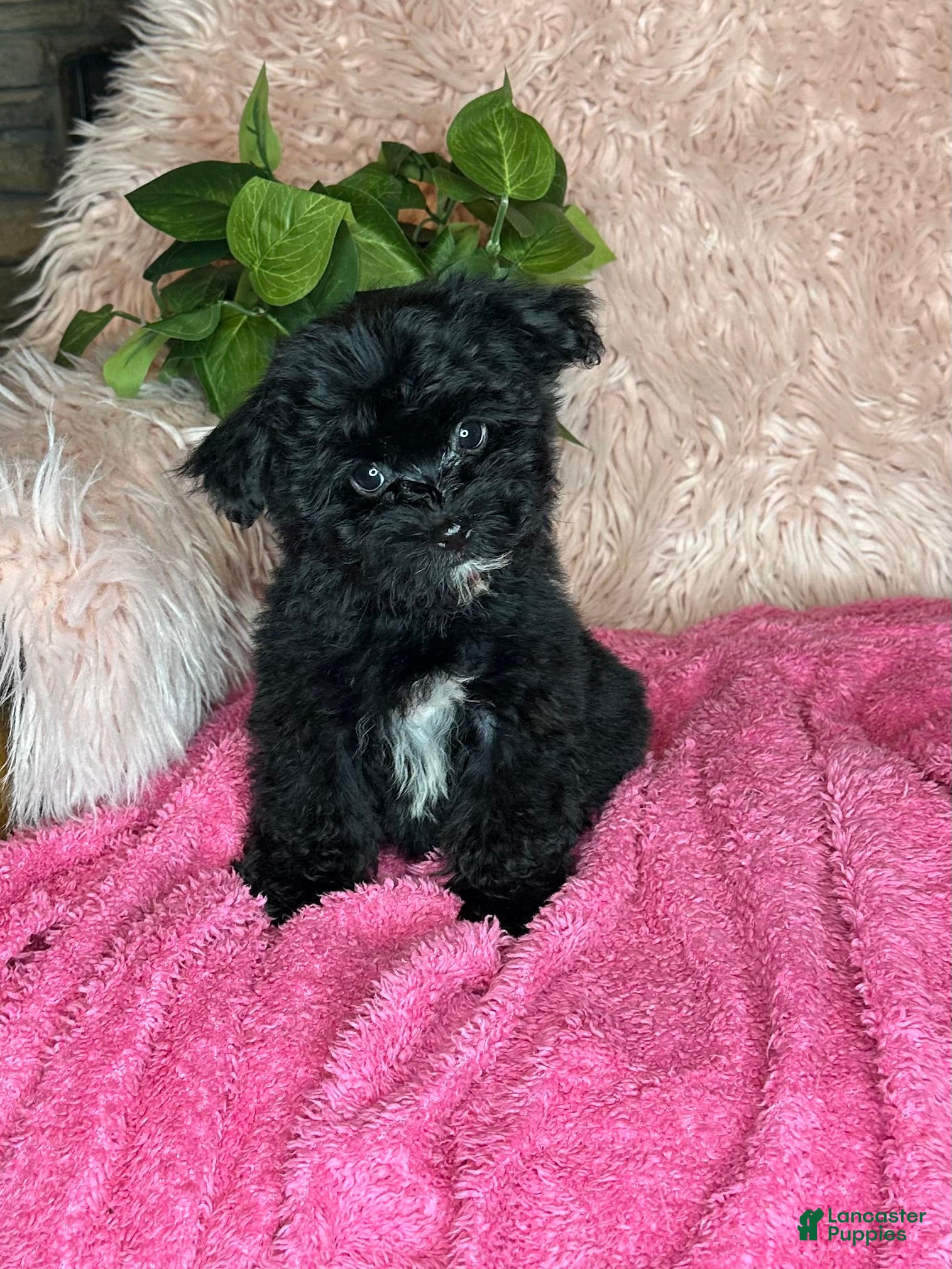 Yorkiepoo dogs Bubbles  - Ad 1