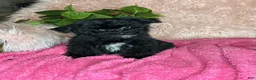 Yorkiepoo dogs for sale: Bubbles  - Ad 1