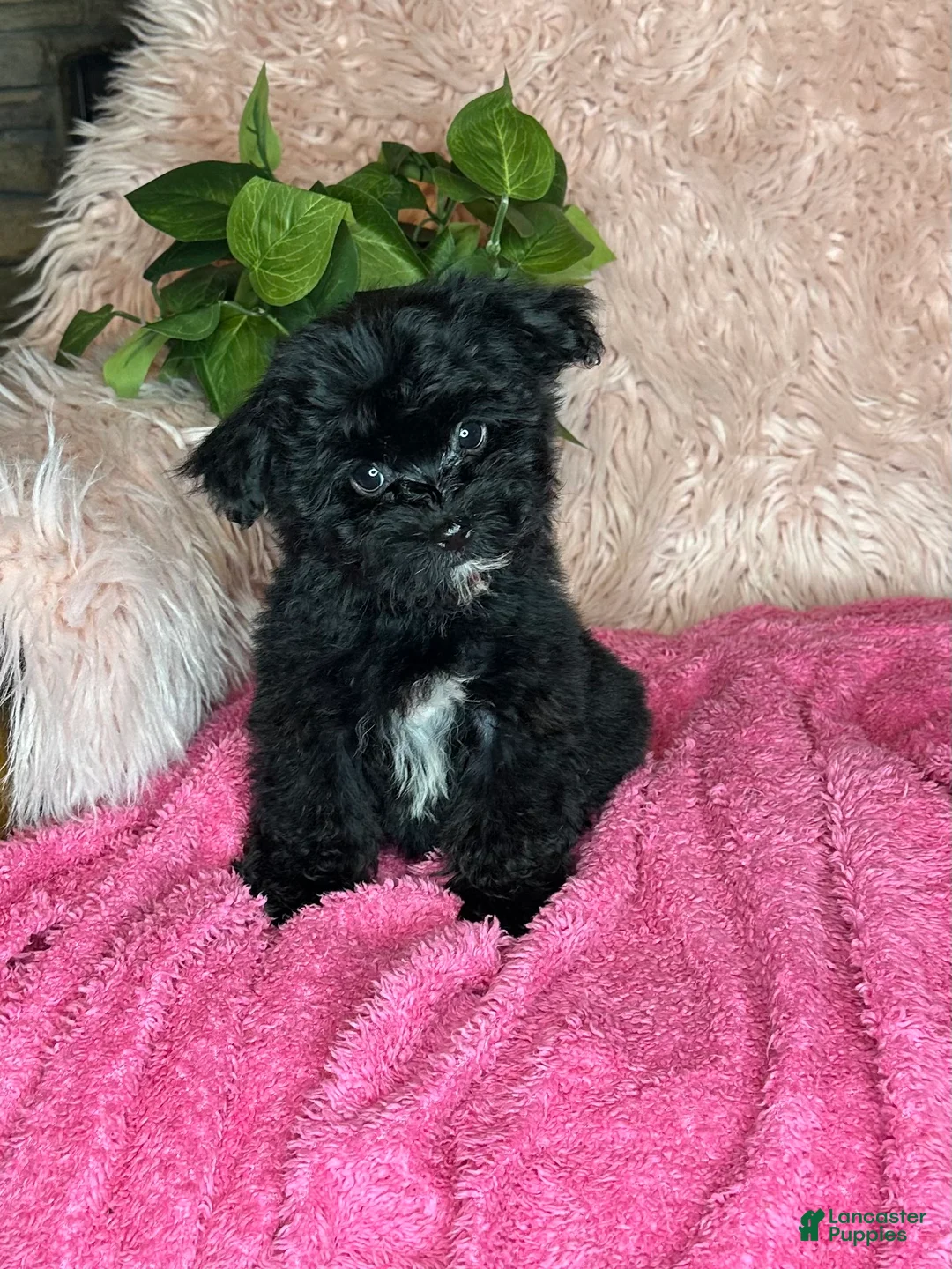Yorkiepoo dogs for sale: Bubbles  - Ad 1