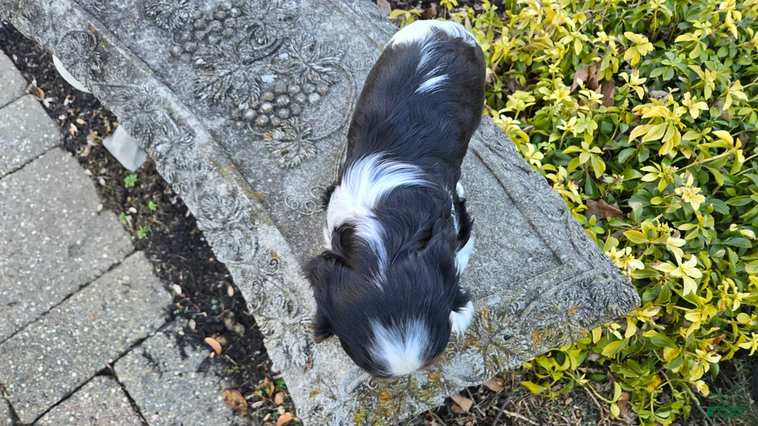 Cavalier King Charles Spaniel dogs for sale: Vance - Ad 10