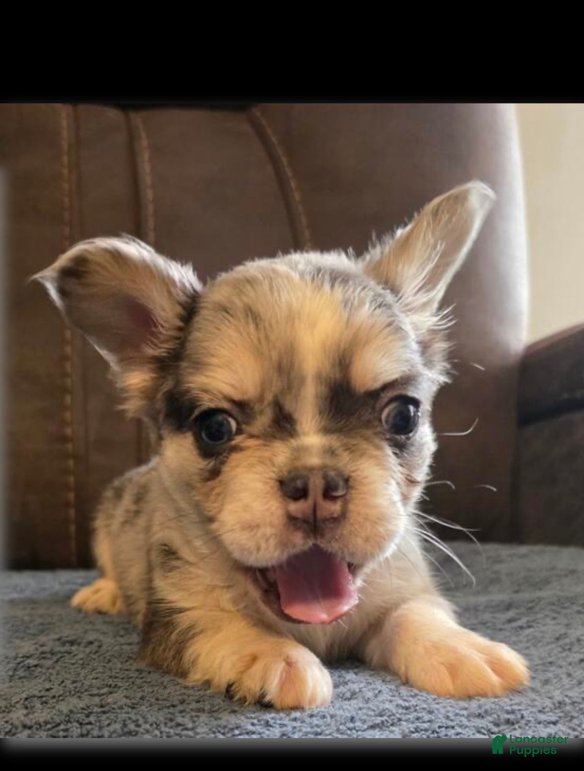 French Bulldog dogs Visual Full Fluffy Merle Frenchie Carry Pink😍🎀 - Ad 13