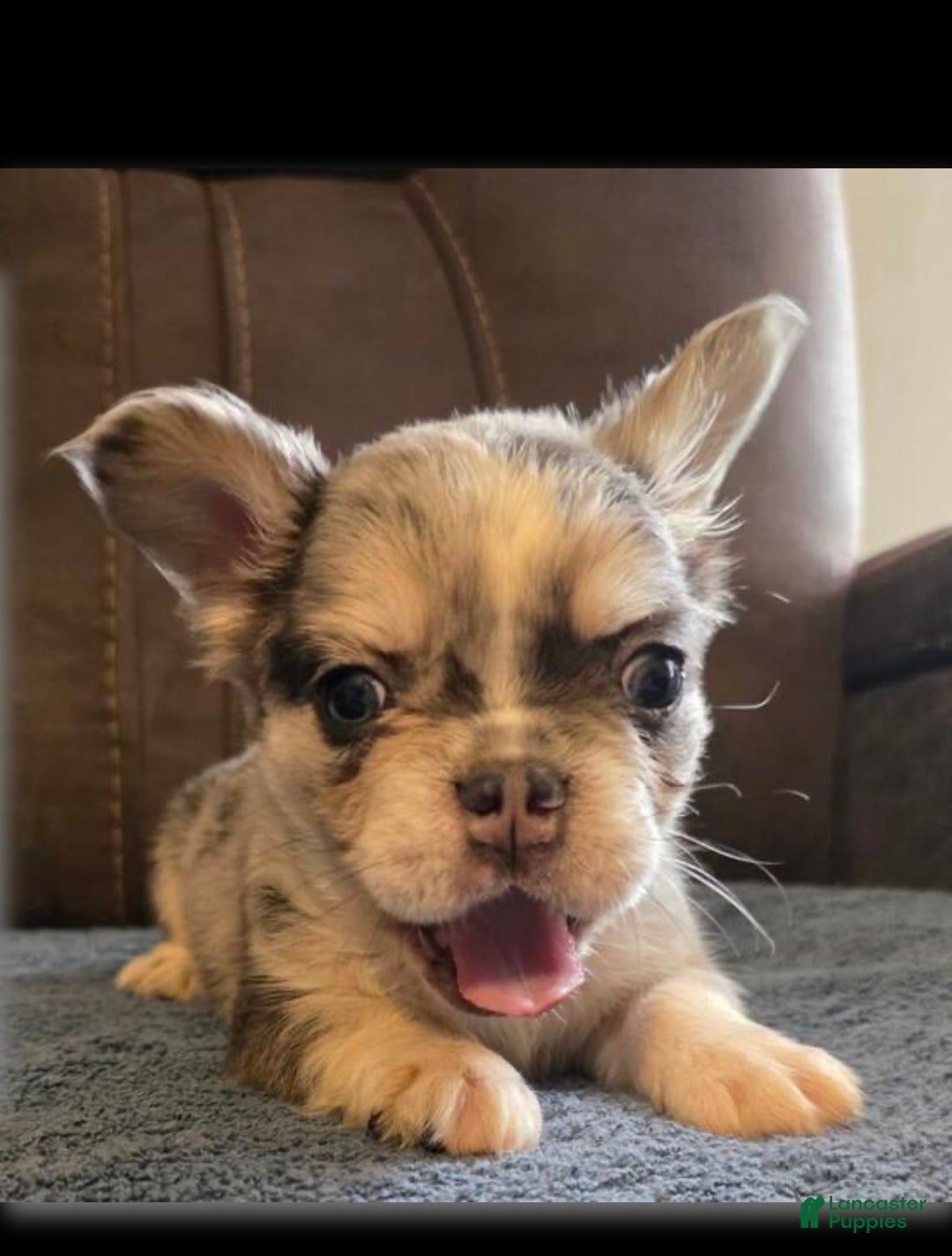 French Bulldog dogs for sale: Visual Full Fluffy Merle Frenchie Carry Pink😍🎀 - Ad 1