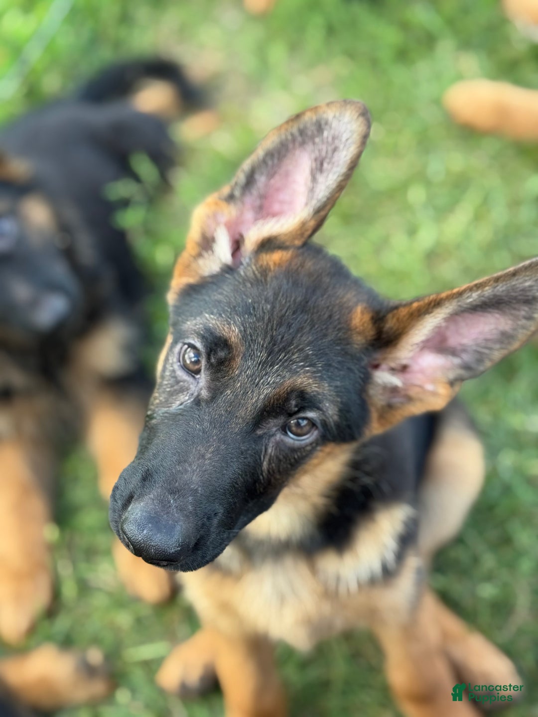 German Shepherd dogs for sale: German Shepherd Puppy 1 - Ad 3