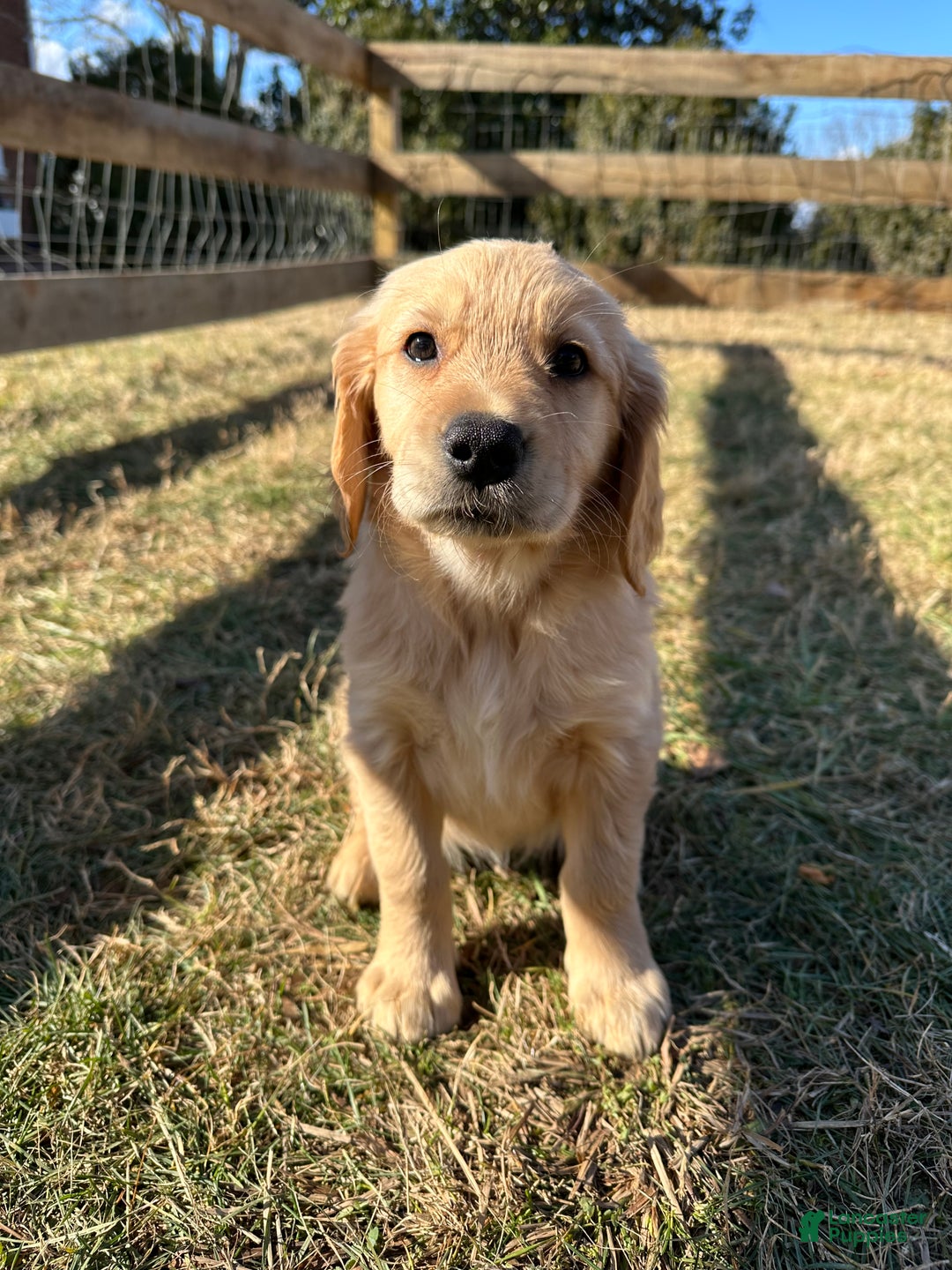 Golden Retriever dogs for sale: Annie - Ad 4